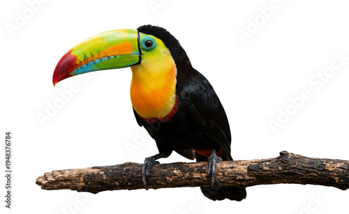 toucan isolated on white background
