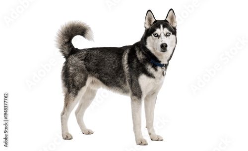 husky dog isolated on white