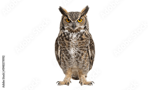 owl isolated on white