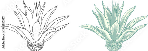 illustration of an Agave plant in a classic vintage etching style.for organic product packaging, tequila branding, garden catalogs, and traditional herbal medicine labels.