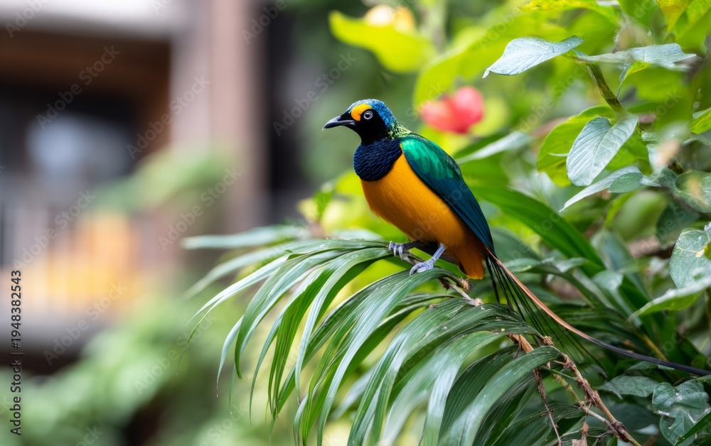 Naklejka premium Vibrant Endemic Bird of Paradise Perched in Lush Tropical Foliage