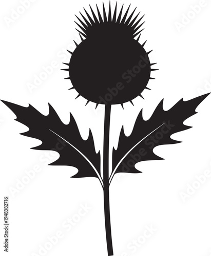 Black silhouette of a thistle plant with spiky flower head and serrated leaves on a white background also transparent background