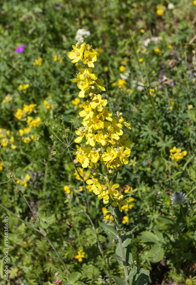 Fototapeta premium Alpine meadows with flowers and green vegetation in the summer and autumn season
