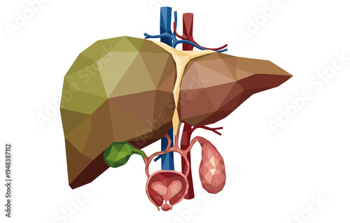 Low poly anatomical diagram of human liver and gallbladder