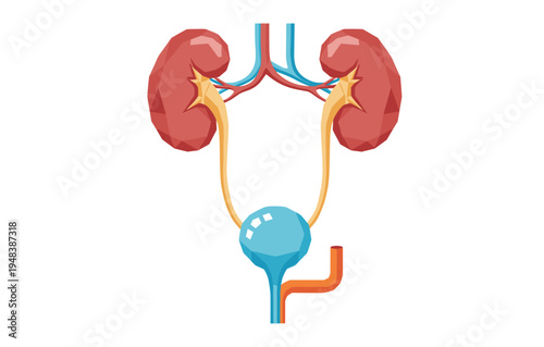 Simplified diagram of human urinary system with kidneys and bladder