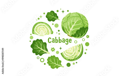 Cabbage varieties in artistic green illustration with leaves and halves