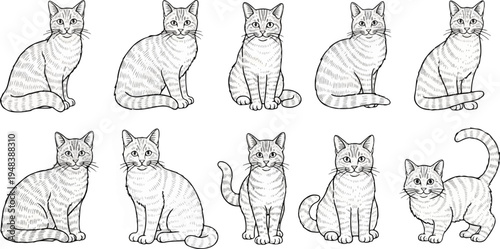 Collection of ten sketched tabby cats in various seated and standing poses