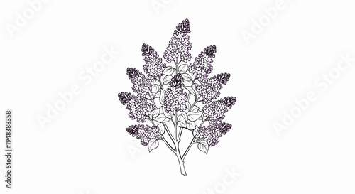 Delicate illustration of a blooming lilac branch with purple and white hues