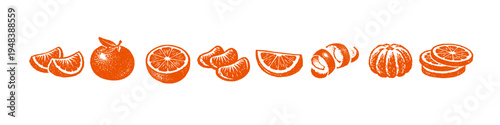 Vintage citrus fruit illustrations in vibrant orange on white background