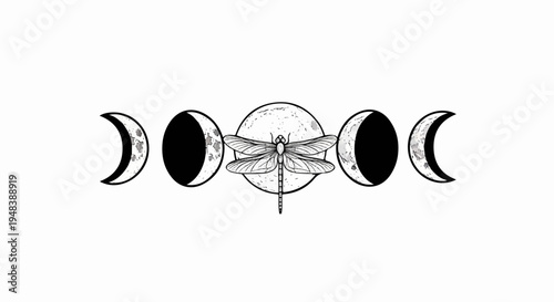 Detailed dragonfly centered between waxing and waning moon phases
