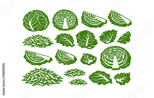 Variety of green cabbage and lettuce illustrations on white background