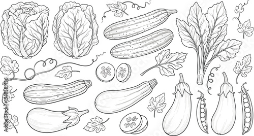 Vector Illustration of Fresh Vegetables Including Lettuce, Cucumbers, Zucchini, Eggplants, and Peas for Organic Farming and Healthy Diet Concepts