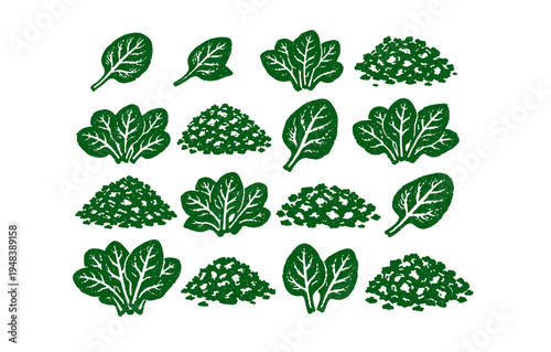 Green spinach leaves and fresh herb piles on white background