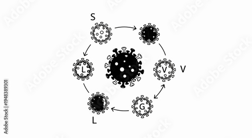 Circular diagram illustrating virus stages with labels S, L, V, G