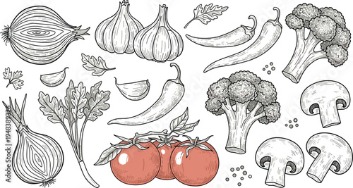 Vector Illustration of Fresh Vegetables Including Onions, Garlic, Chilies, Broccoli, and Tomatoes for Organic and Healthy Cooking Concepts