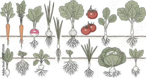 Vector Set of Garden Vegetables with Roots Including Carrot, Onion, Tomato, Turnip, Radish, Cabbage and Leafy Plants for Organic Farming Illustration