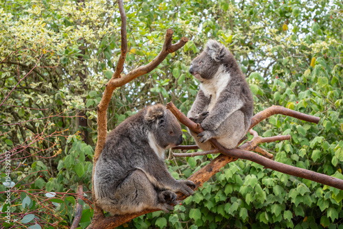 Photography Two koalas resting on tree branches in Kangaroo Island, Australia