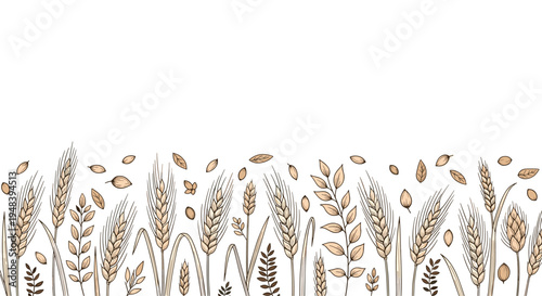 Hand drawn illustration of wheat ears and grains creating a natural agricultural border for organic farming concept.