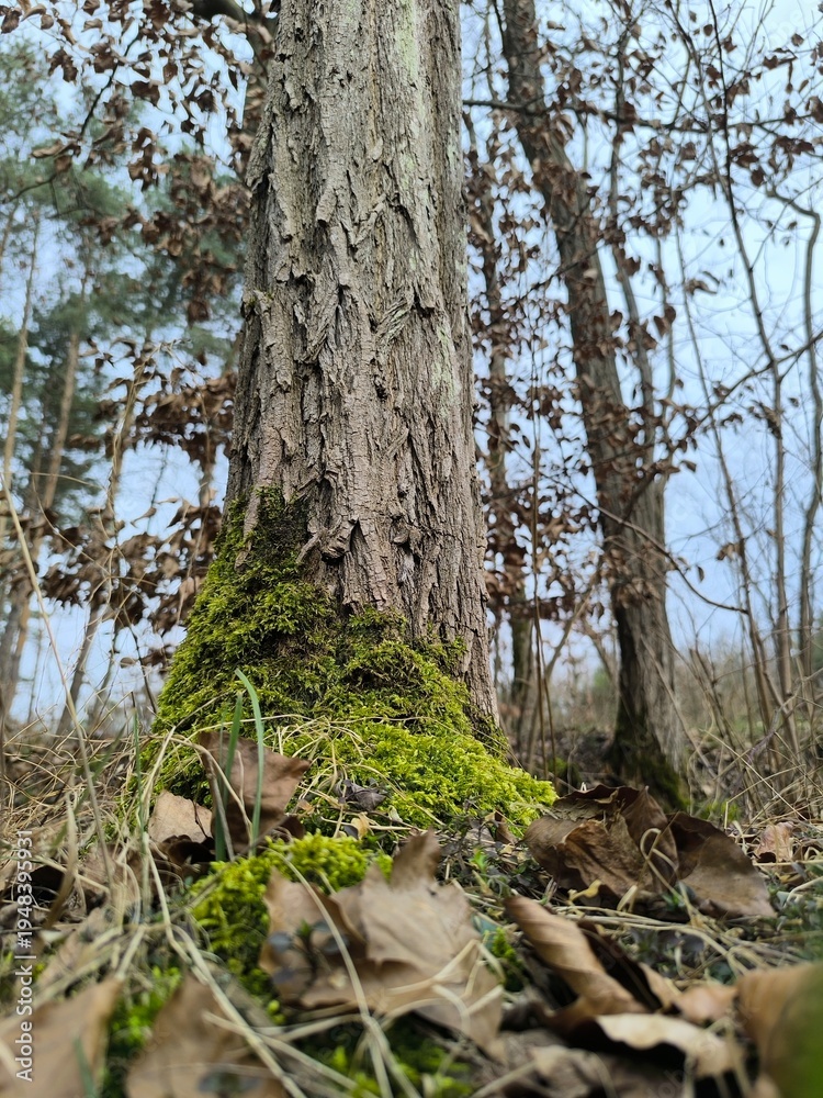 Fototapeta premium tree trunk in the forest