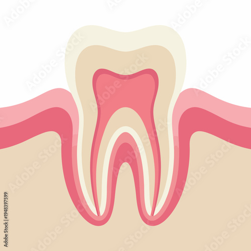 A stylized illustration of a tooth showcases its internal structure, emphasizing the layers and gum line. This educational image serves to inform about dental health and anatomy.