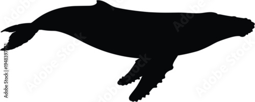 Fotografie Humpback whale vector silhouette swimming in ocean water isolated on white background for marine life and aquatic nature conservation design