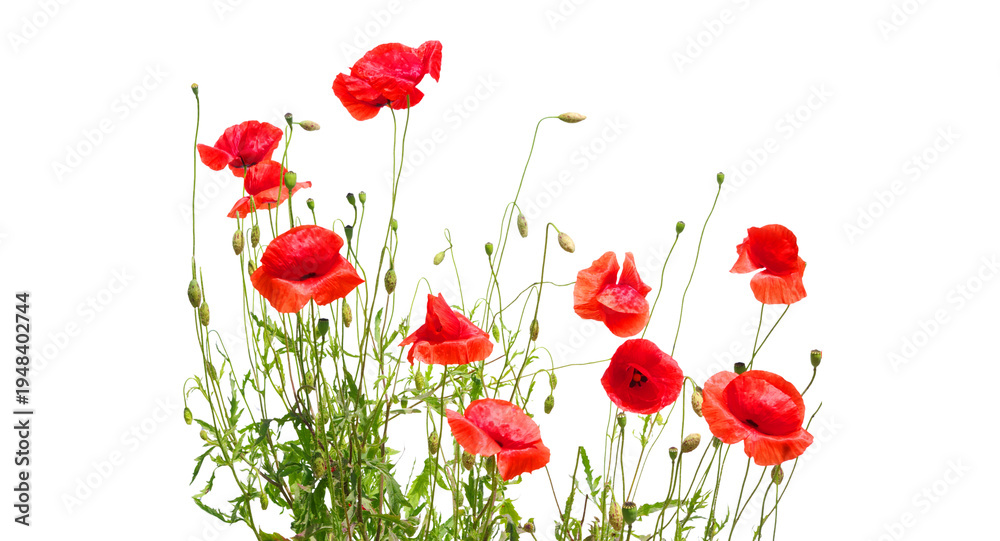 Fototapeta premium Vibrant red poppy flowers isolated on a clean background, delicate floral arrangement for spring designs and botanical themes png