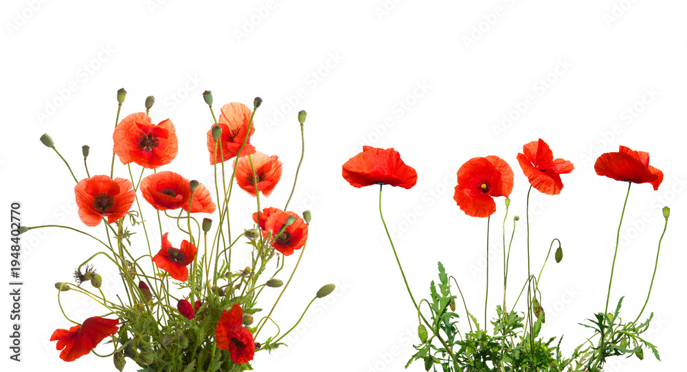 Naklejka premium Vibrant red poppy flowers isolated on a clean background, delicate floral arrangement for spring designs and botanical themes png