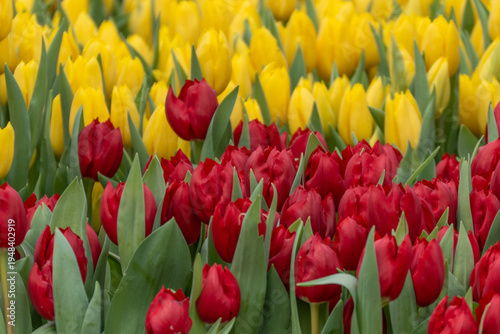 Fényképezés Dense red tulips occupy the foreground