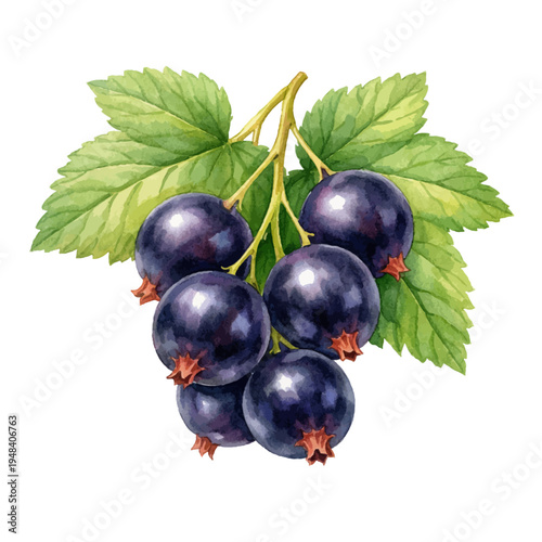 A watercolor illustration of blackcurrant berries on branch for botanical fruit designs, fresh berry illustrations, and natural food themed artwork