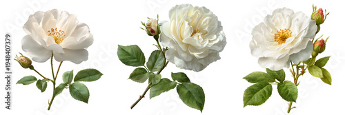 Set of Close-up vintage musk rose bloom on transparent png background. Ai generated