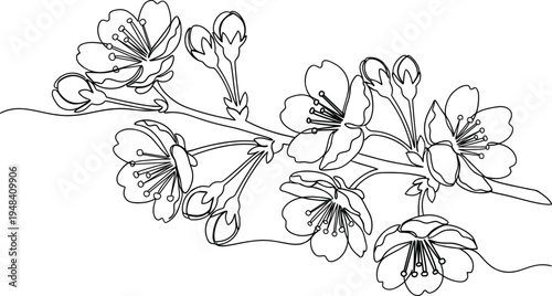 continuous single line drawing of cherry blossom branch with flowers and buds on white background