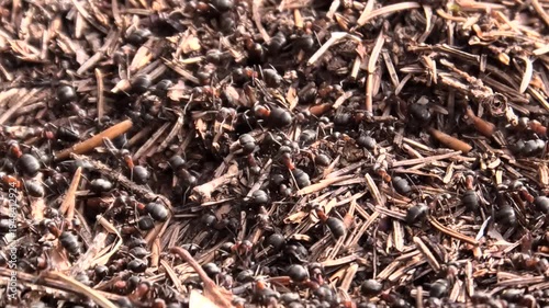 Rote Waldameisen, Formica rufa beim Herrichten des Ameisenhaufens im Frühling, Naturbeobachtung