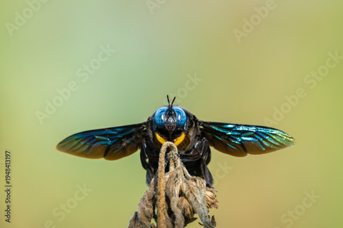 Broad-handed carpenter bee (Xylocopa latipes)