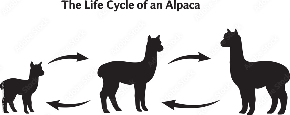 Fototapeta premium Alpaca Life Cycle Diagram Vector Silhouette Infographic
