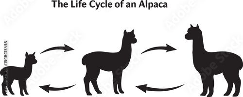 Alpaca Life Cycle Diagram Vector Silhouette Infographic