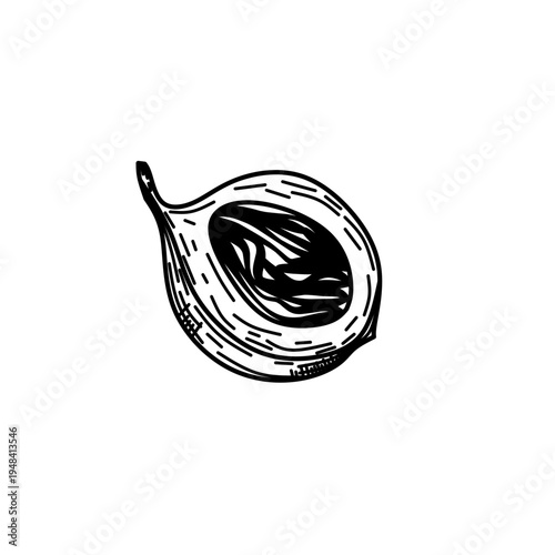 Half Nutmeg Fruit Illustration