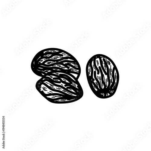 Dried Nutmeg Seeds Spice Illustration