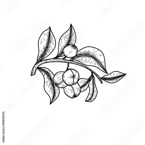 Nutmeg Tree Branch with Leaves and Fruits