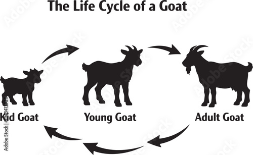 Life Cycle of a Goat Vector Silhouette Diagram