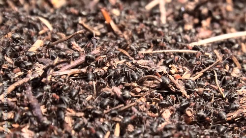 Rote Waldameisen, Formica rufa beim Herrichten des Ameisenhaufens im Frühling, Naturbeobachtung