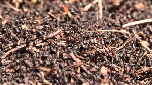 Rote Waldameisen, Formica rufa beim Herrichten des Ameisenhaufens im Frühling, Naturbeobachtung