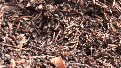 Rote Waldameisen Formica rufa rennen über Ameisenhaufen im Wald, Zeitraffer