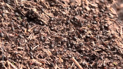 Rote Waldameisen Formica rufa rennen über Ameisenhaufen im Wald, Zeitraffer
