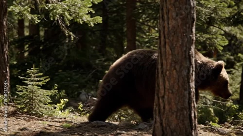 Grizzly Bear Roaming Through the Forest - A Wildlife Encounter.