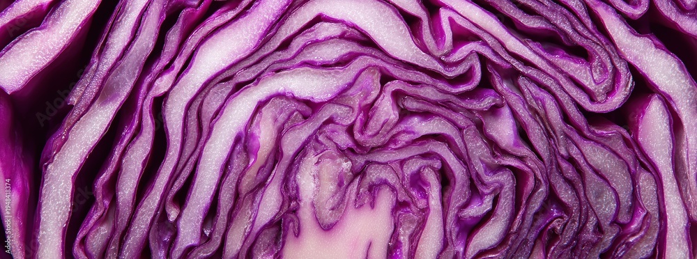 Obraz premium Close up fresh red cabbage . Panoramic banner