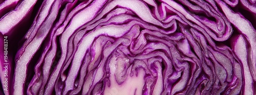 Close up fresh red cabbage . Panoramic banner