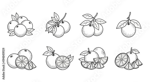Vector illustrations of fresh citrus oranges in monochrome; featuring whole, sliced, and leafy designs. Ideal for healthy food branding, organic product labels, and natural lifestyle concepts