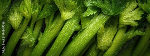 Close up fresh celery stalks. Panoramic banner 