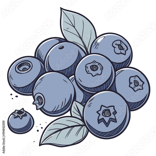 Bunch of blueberries with leaves fruit food