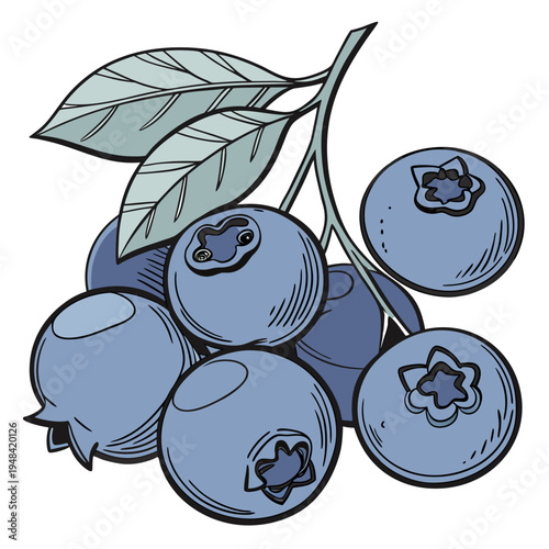 Blueberries on a stem with leaves fruit food